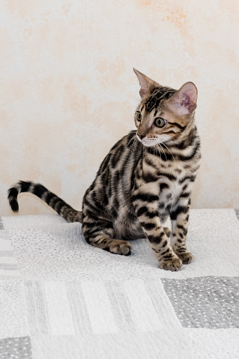 Bengal Cat