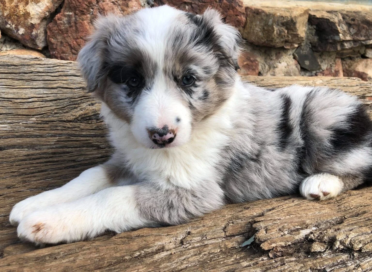 Border Collies