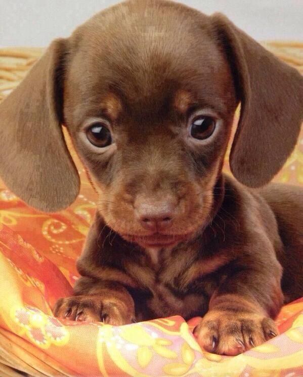 Dachshunds