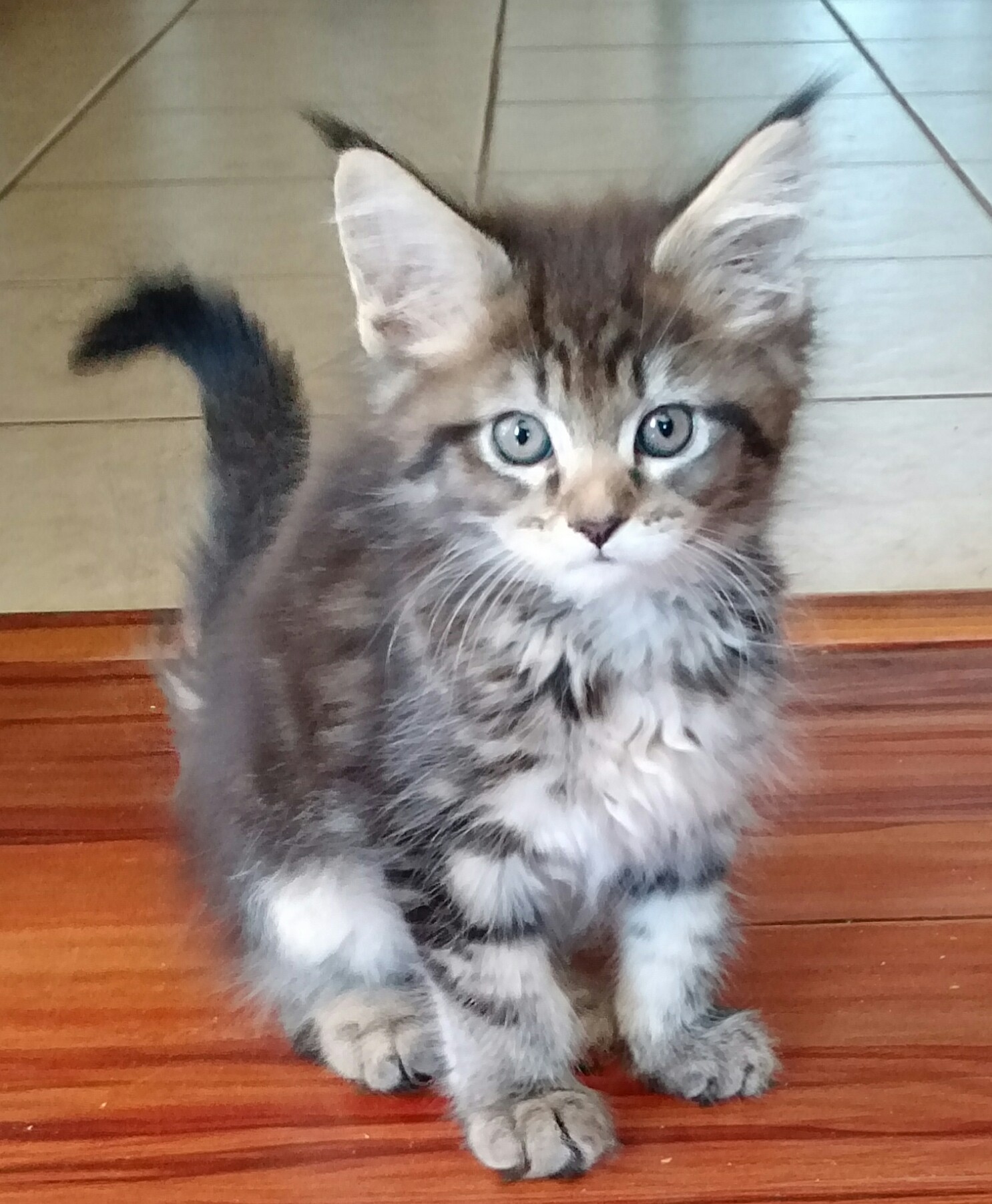 Maine Coon
