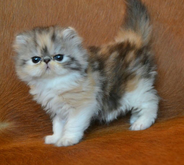 Persians